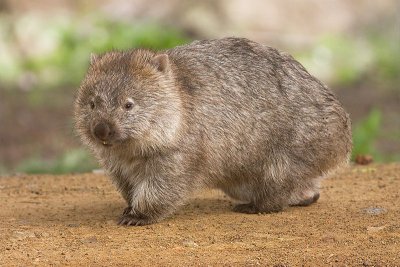 Wombat Walking on the Ground.jpg